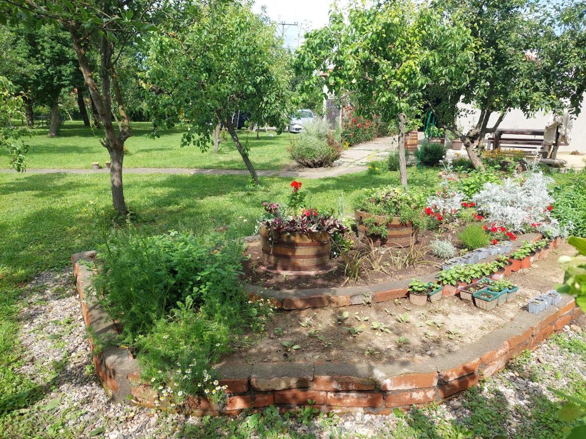 Apartmani Petkovic 226 Velika Drenova Buitenkant foto
