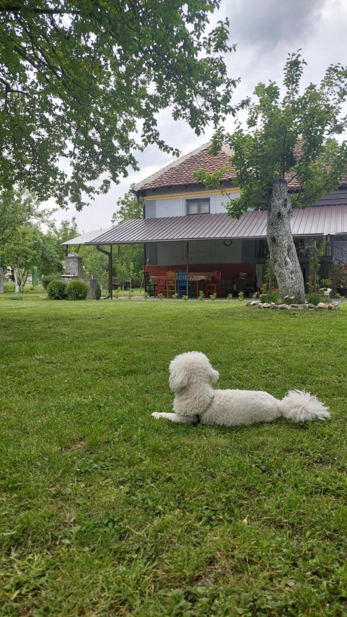 Apartmani Petkovic 226 Velika Drenova Buitenkant foto